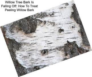 Willow Tree Bark Is Falling Off: How To Treat Peeling Willow Bark