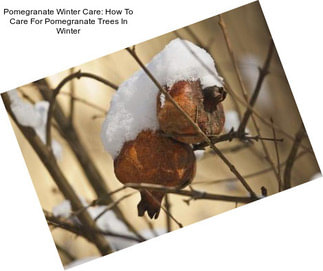 Pomegranate Winter Care: How To Care For Pomegranate Trees In Winter