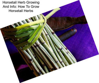 Horsetail Herb Growing And Info: How To Grow Horsetail Herbs