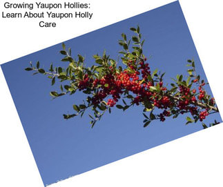 Growing Yaupon Hollies: Learn About Yaupon Holly Care