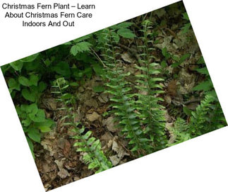 Christmas Fern Plant – Learn About Christmas Fern Care Indoors And Out