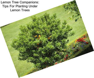 Lemon Tree Companions: Tips For Planting Under Lemon Trees