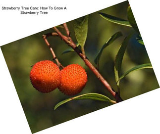 Strawberry Tree Care: How To Grow A Strawberry Tree