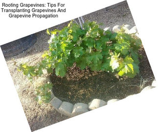 Rooting Grapevines: Tips For Transplanting Grapevines And Grapevine Propagation