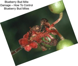 Blueberry Bud Mite Damage – How To Control Blueberry Bud Mites