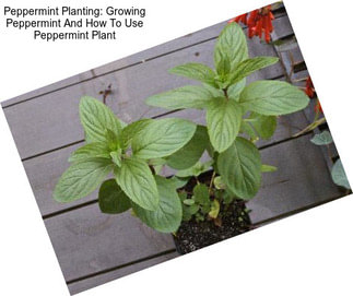 Peppermint Planting: Growing Peppermint And How To Use Peppermint Plant