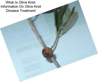 What Is Olive Knot: Information On Olive Knot Disease Treatment