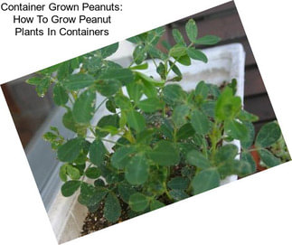 Container Grown Peanuts: How To Grow Peanut Plants In Containers