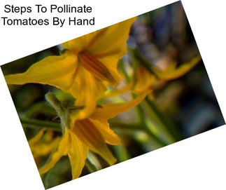 Steps To Pollinate Tomatoes By Hand