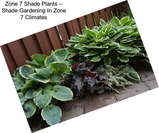 Zone 7 Shade Plants – Shade Gardening In Zone 7 Climates