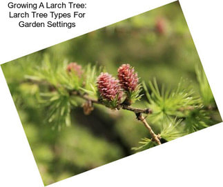 Growing A Larch Tree: Larch Tree Types For Garden Settings