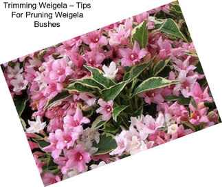 Trimming Weigela – Tips For Pruning Weigela Bushes