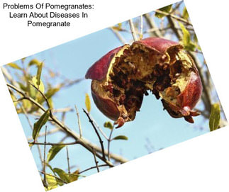 Problems Of Pomegranates: Learn About Diseases In Pomegranate