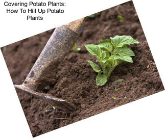 Covering Potato Plants: How To Hill Up Potato Plants