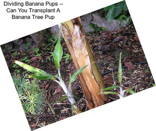 Dividing Banana Pups – Can You Transplant A Banana Tree Pup