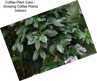 Coffee Plant Care – Growing Coffee Plants Indoors