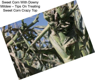 Sweet Corn With Downy Mildew – Tips On Treating Sweet Corn Crazy Top