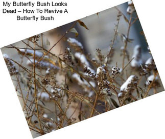 My Butterfly Bush Looks Dead – How To Revive A Butterfly Bush