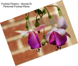 Fuchsia Flowers – Annual Or Perennial Fuchsia Plants