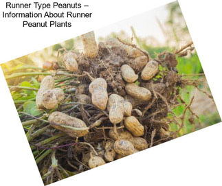 Runner Type Peanuts – Information About Runner Peanut Plants