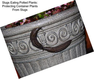 Slugs Eating Potted Plants: Protecting Container Plants From Slugs