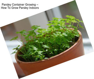 Parsley Container Growing – How To Grow Parsley Indoors