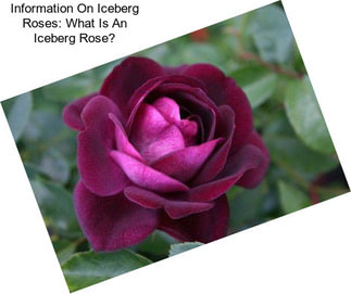 Information On Iceberg Roses: What Is An Iceberg Rose?