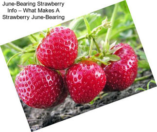 June-Bearing Strawberry Info – What Makes A Strawberry June-Bearing