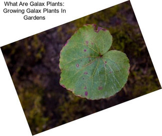 What Are Galax Plants: Growing Galax Plants In Gardens