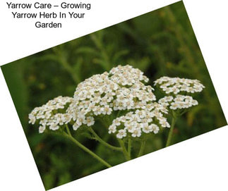 Yarrow Care – Growing Yarrow Herb In Your Garden