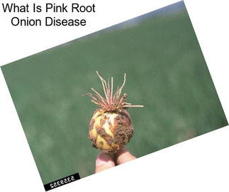 What Is Pink Root Onion Disease