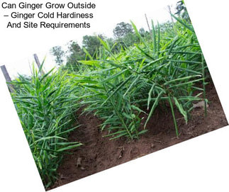 Can Ginger Grow Outside – Ginger Cold Hardiness And Site Requirements