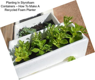Planting In Styrofoam Containers – How To Make A Recycled Foam Planter