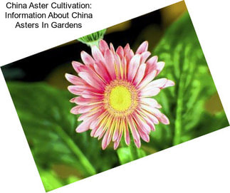 China Aster Cultivation: Information About China Asters In Gardens