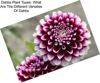 Dahlia Plant Types: What Are The Different Varieties Of Dahlia