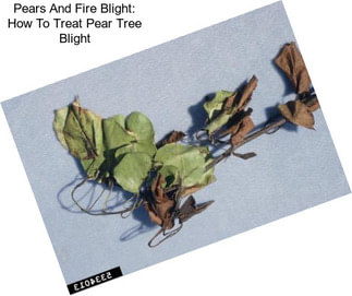 Pears And Fire Blight: How To Treat Pear Tree Blight