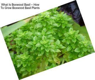 What Is Boxwood Basil – How To Grow Boxwood Basil Plants