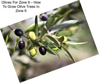 Olives For Zone 9 – How To Grow Olive Trees In Zone 9