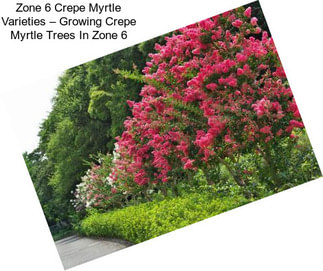 Zone 6 Crepe Myrtle Varieties – Growing Crepe Myrtle Trees In Zone 6