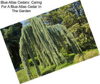 Blue Atlas Cedars: Caring For A Blue Atlas Cedar In The Garden