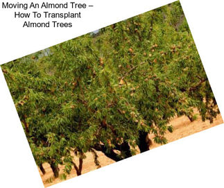 Moving An Almond Tree – How To Transplant Almond Trees