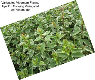Variegated Viburnum Plants: Tips On Growing Variegated Leaf Viburnums