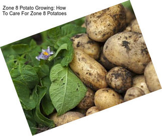Zone 8 Potato Growing: How To Care For Zone 8 Potatoes