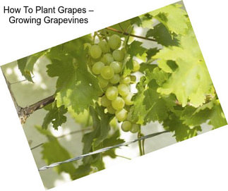 How To Plant Grapes – Growing Grapevines