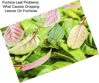 Fuchsia Leaf Problems: What Causes Dropping Leaves On Fuchsias