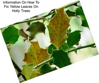 Information On How To Fix Yellow Leaves On Holly Trees