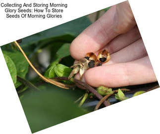 Collecting And Storing Morning Glory Seeds: How To Store Seeds Of Morning Glories