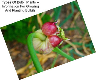 Types Of Bulbil Plants – Information For Growing And Planting Bulbils