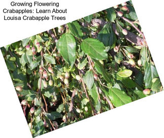 Growing Flowering Crabapples: Learn About Louisa Crabapple Trees