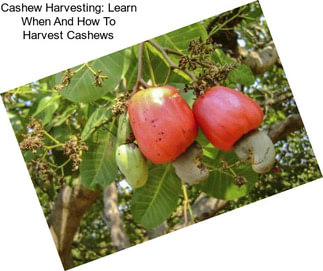 Cashew Harvesting: Learn When And How To Harvest Cashews